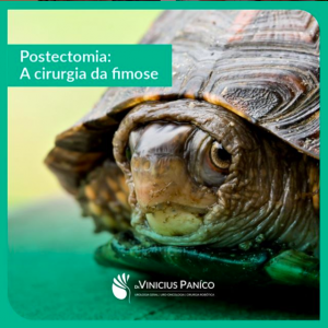 Postectomia: A cirurgia da fimose Postectomia: A cirurgia da fimose